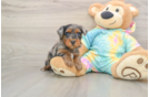 Happy Yorkie Poo Baby