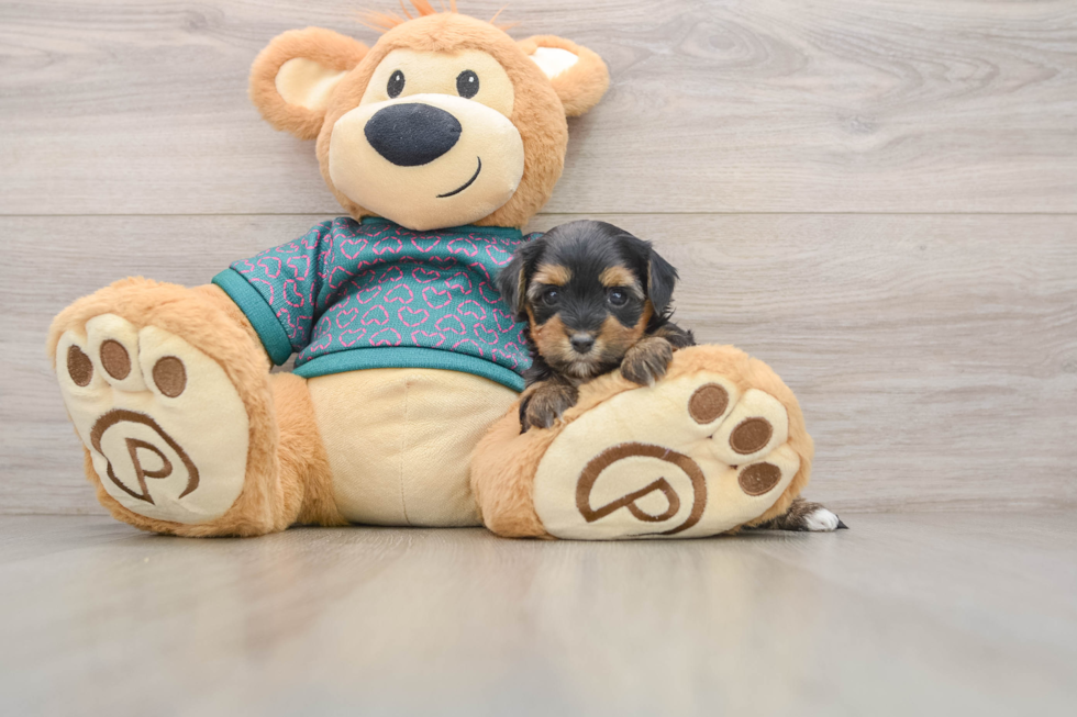 Small Yorkie Poo Baby