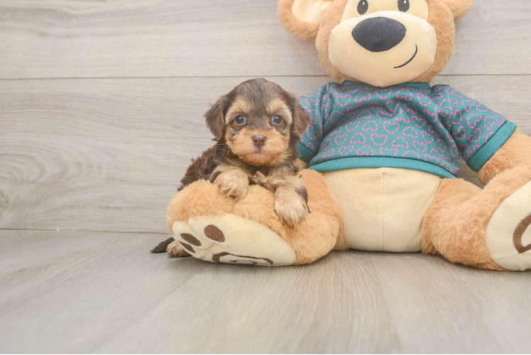 Smart Yorkie Poo Poodle Mix Pup