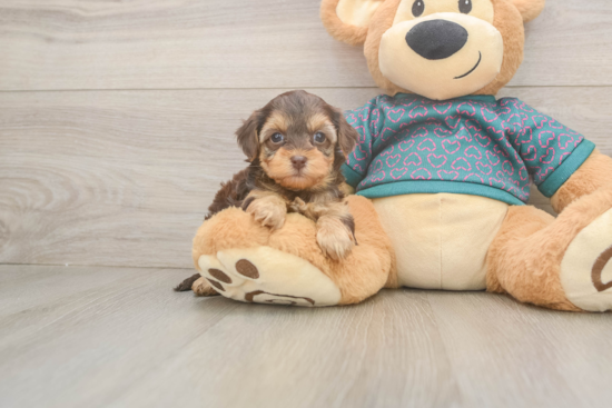 Smart Yorkie Poo Poodle Mix Pup