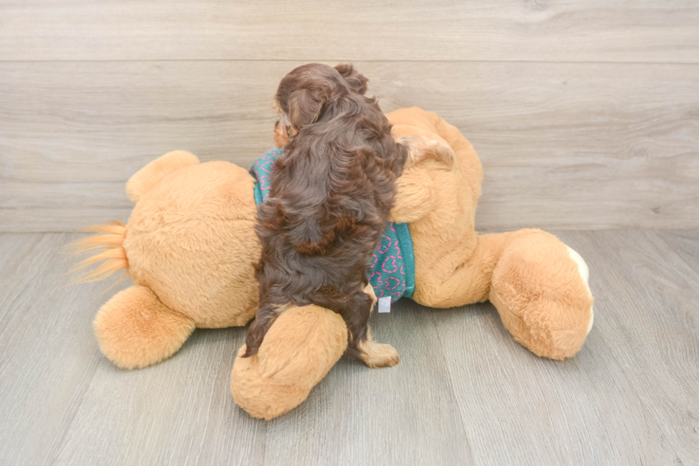 Best Yorkie Poo Baby