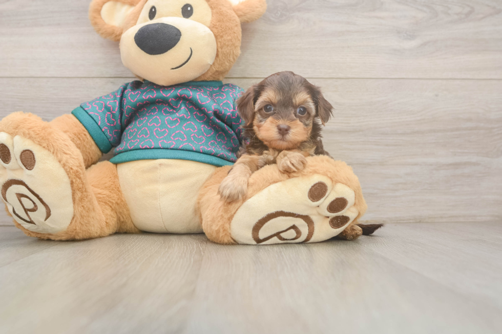 Yorkie Poo Puppy for Adoption