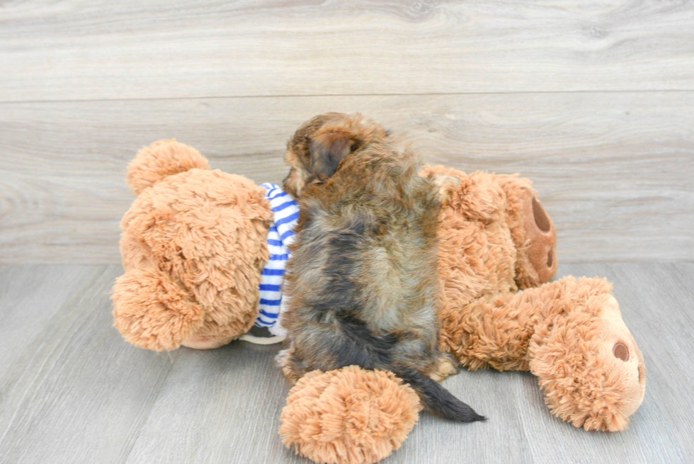 Yorkie Poo Puppy for Adoption