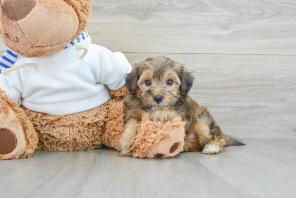 Yorkie Poo Puppy for Adoption