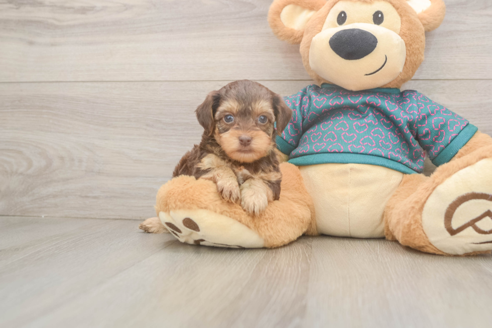 Fluffy Yorkie Poo Poodle Mix Pup