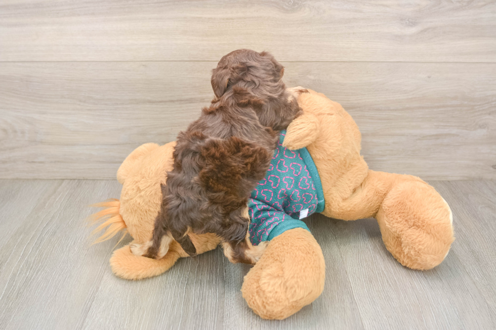 Adorable Yorkiedoodle Poodle Mix Puppy