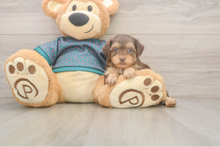 Small Yorkie Poo Baby