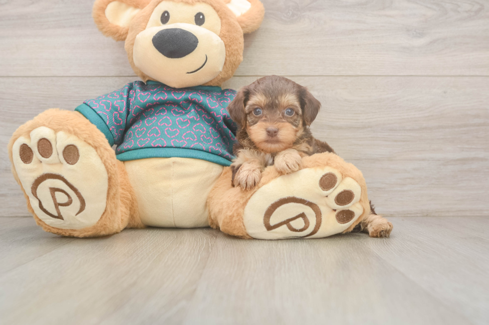 Small Yorkie Poo Baby