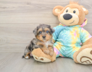 8 week old Yorkie Poo Puppy For Sale - Premier Pups