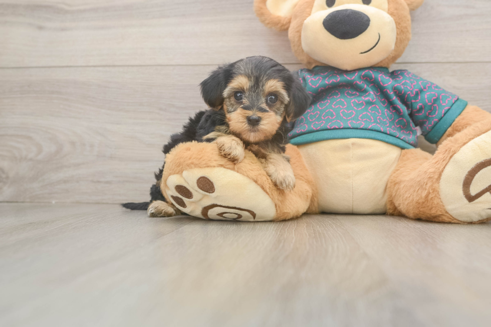 Happy Yorkie Poo Baby
