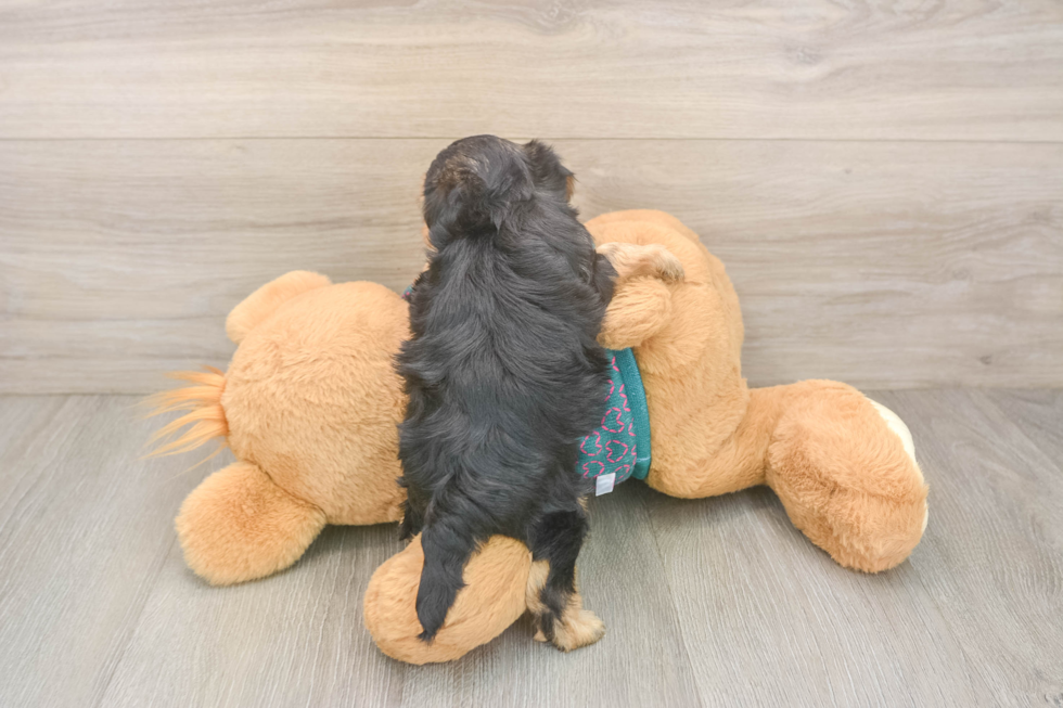 Yorkie Poo Puppy for Adoption