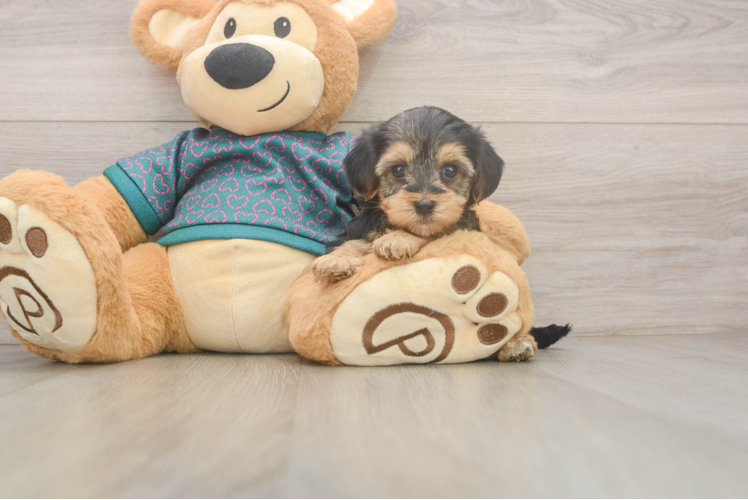 Fluffy Yorkie Poo Poodle Mix Pup