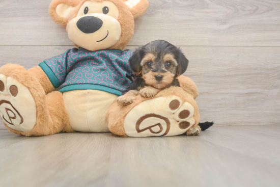 Fluffy Yorkie Poo Poodle Mix Pup