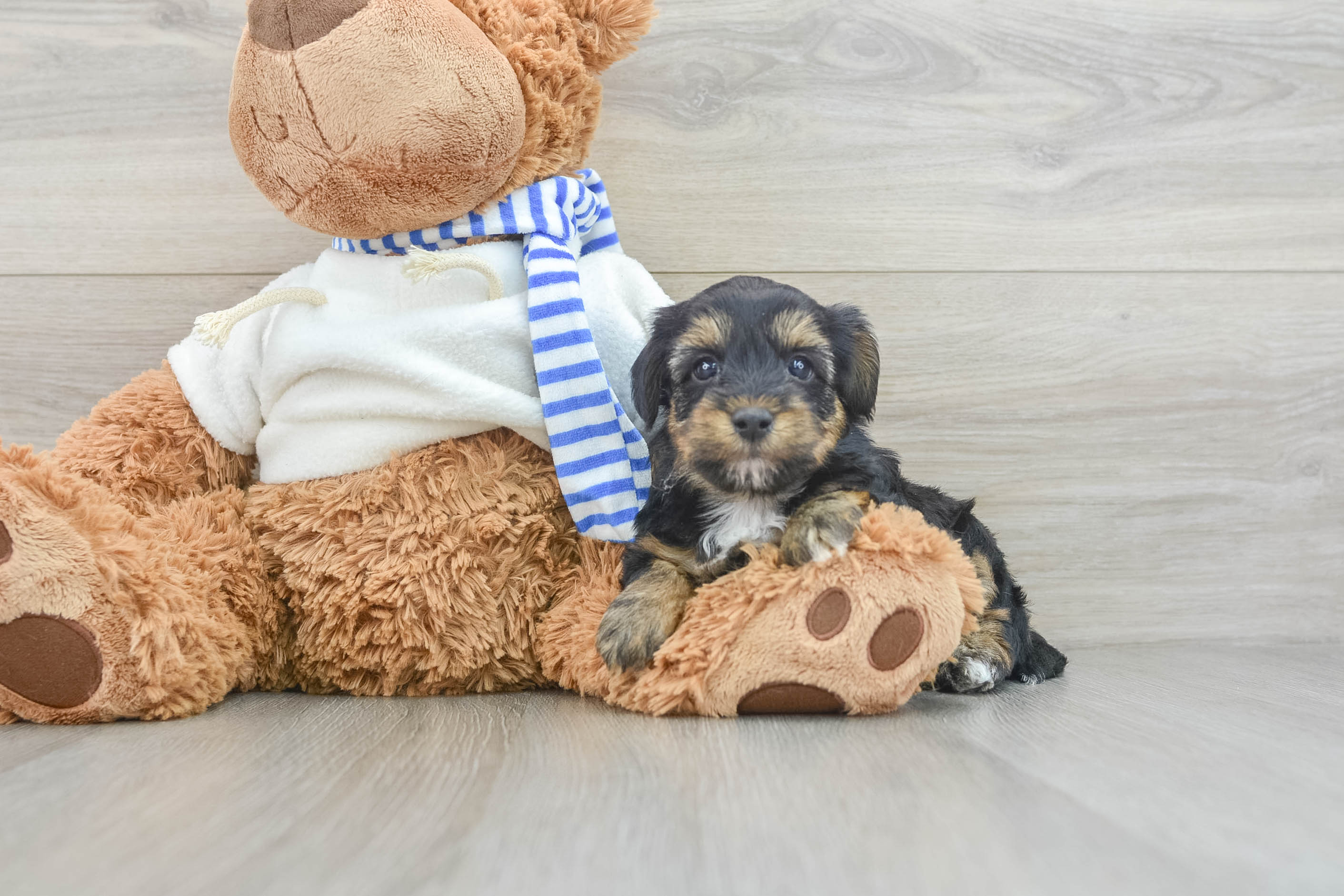 Best Yorkie Poo Baby