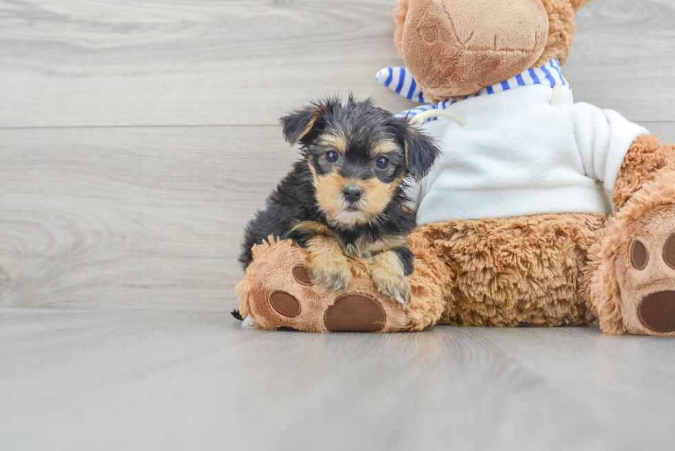 Yorkie Poo Puppy for Adoption