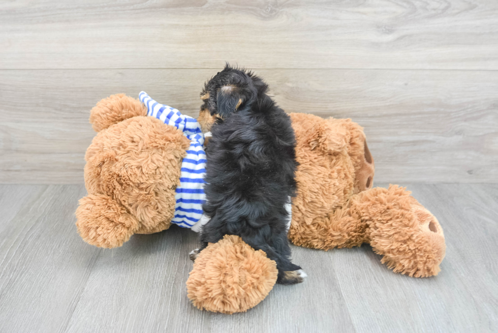 Yorkie Poo Puppy for Adoption