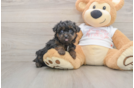 Best Yorkie Poo Baby