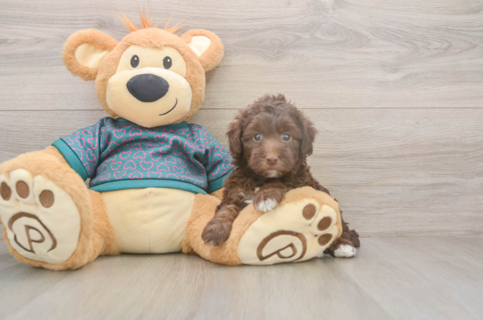 6 week old Yorkie Poo Puppy For Sale - Premier Pups