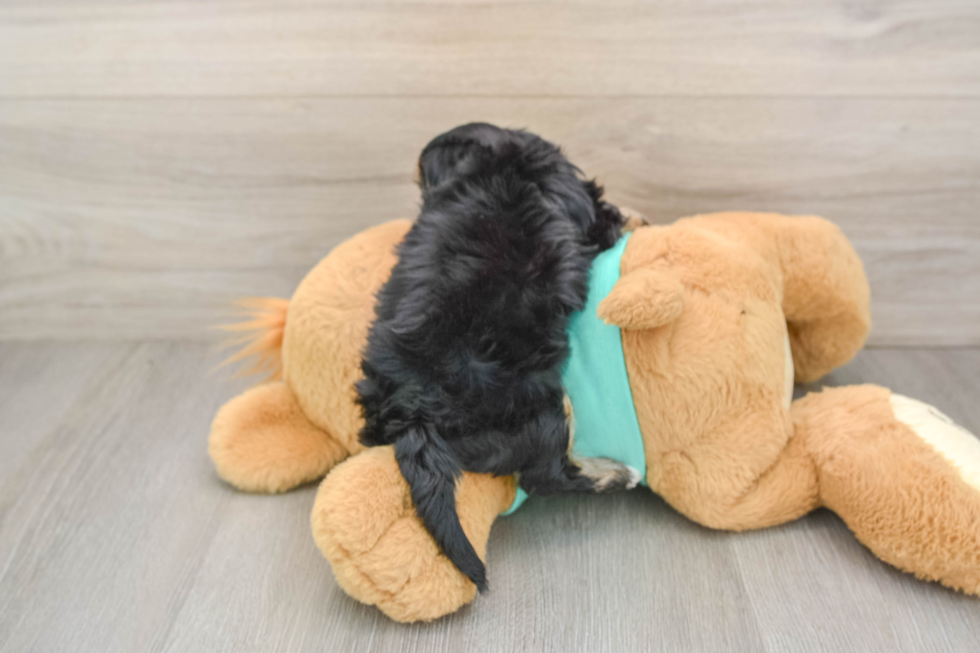 Playful Yo Yo Poo Poodle Mix Puppy