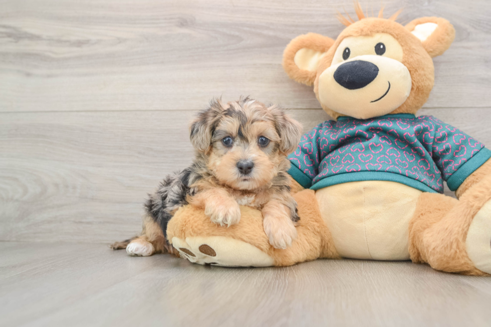 Best Yorkie Poo Baby