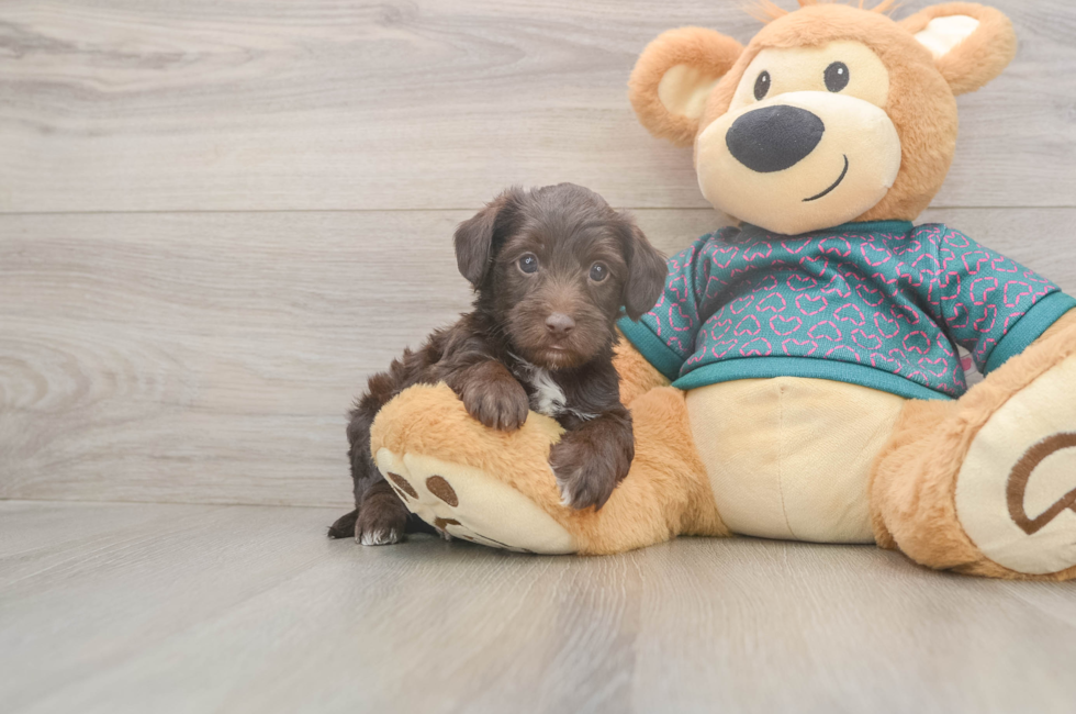 6 week old Yorkie Poo Puppy For Sale - Premier Pups