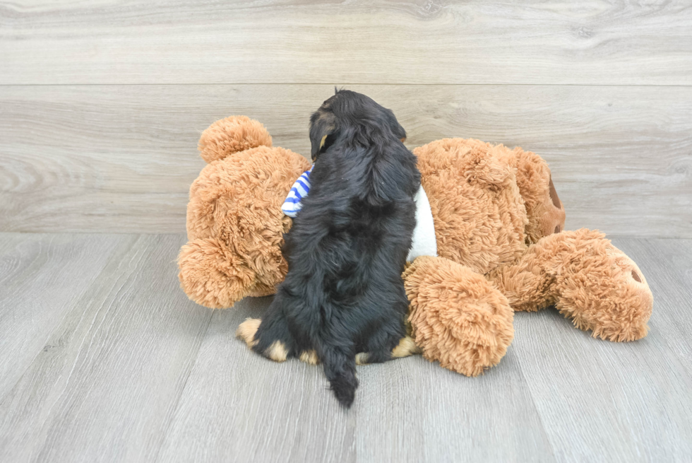 Best Yorkie Poo Baby