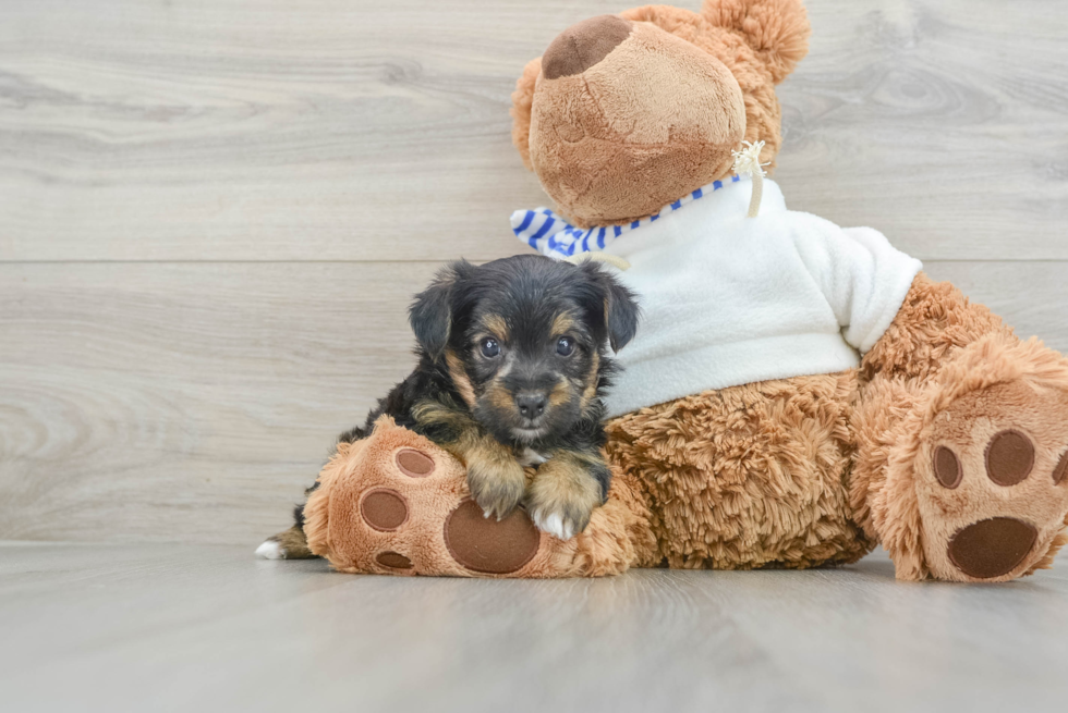 Small Yorkie Poo Baby