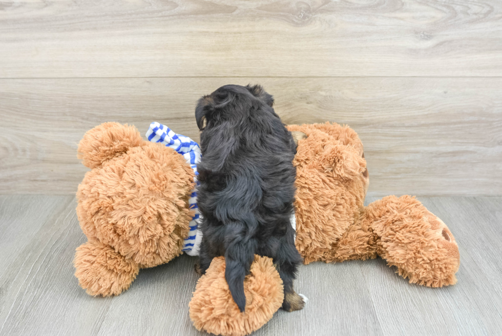Hypoallergenic Yorkie Doodle Poodle Mix Puppy