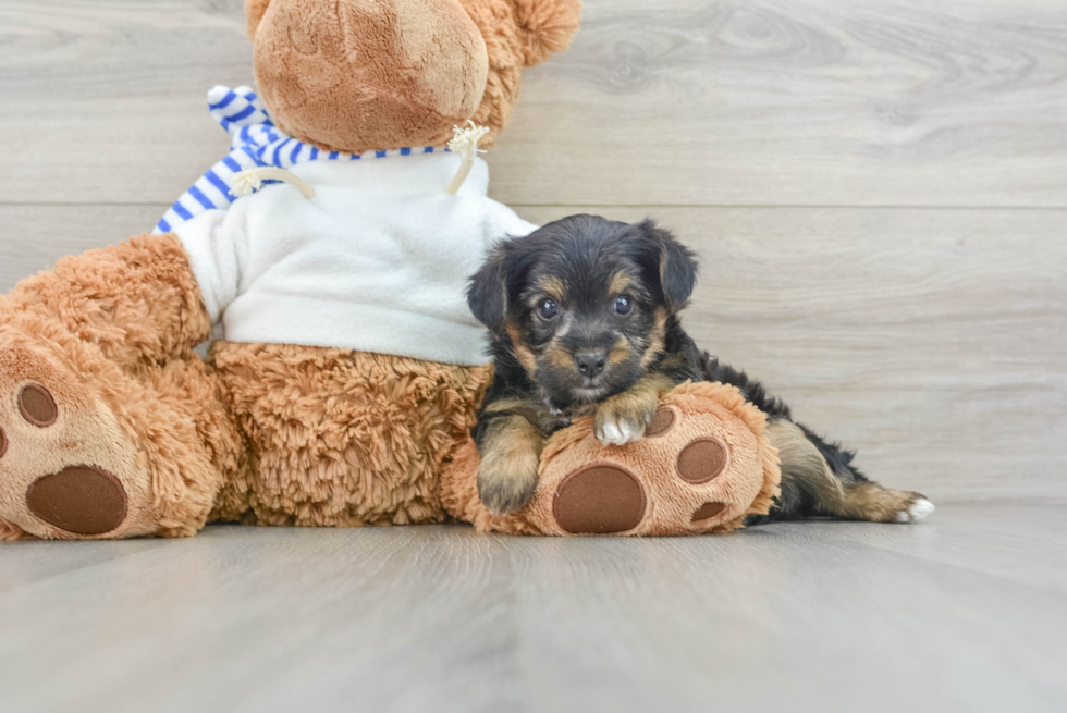 Fluffy Yorkie Poo Poodle Mix Pup