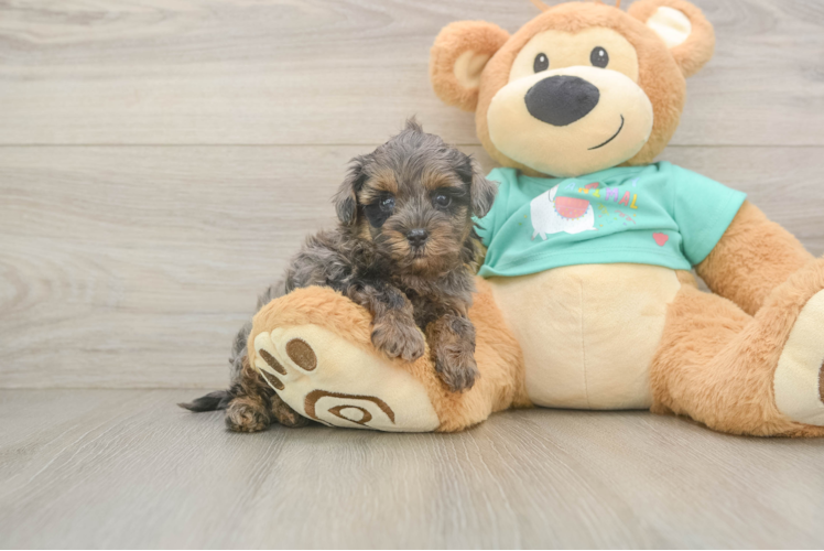 Best Yorkie Poo Baby