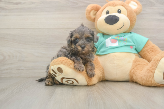 Best Yorkie Poo Baby