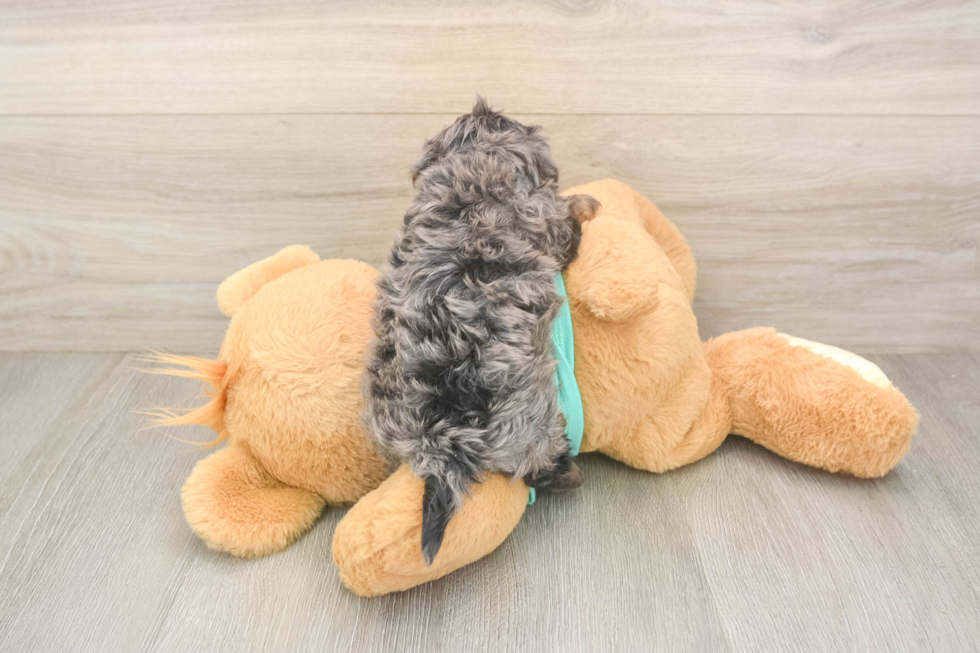 Small Yorkie Poo Baby