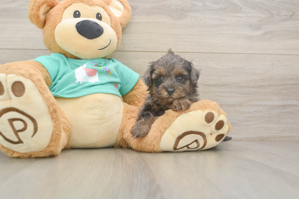 Cute Yorkie Poo Baby