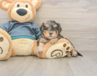8 week old Yorkie Poo Puppy For Sale - Premier Pups