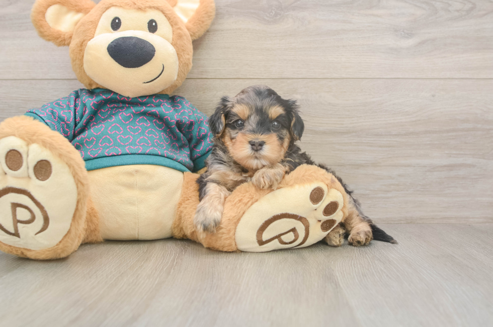8 week old Yorkie Poo Puppy For Sale - Premier Pups