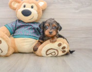 8 week old Yorkie Poo Puppy For Sale - Premier Pups