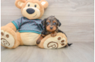 Yorkie Poo Puppy for Adoption