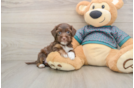 Yorkie Poo Pup Being Cute