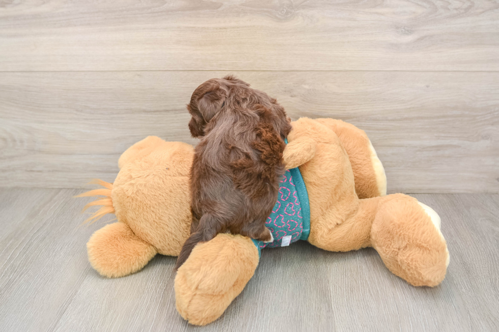 Funny Yorkie Poo Poodle Mix Pup
