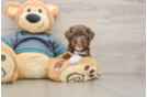 Yorkie Poo Pup Being Cute