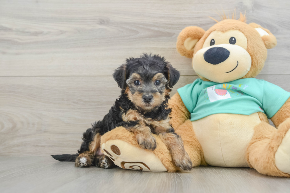 Happy Yorkie Poo Baby