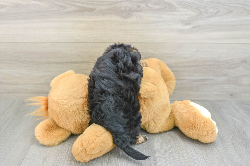 Yorkie Poo Puppy for Adoption