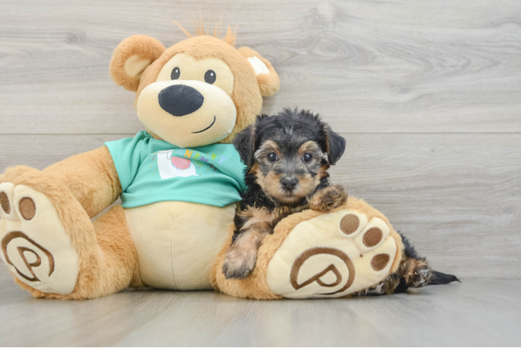 Best Yorkie Poo Baby