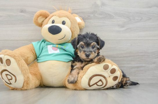 Best Yorkie Poo Baby