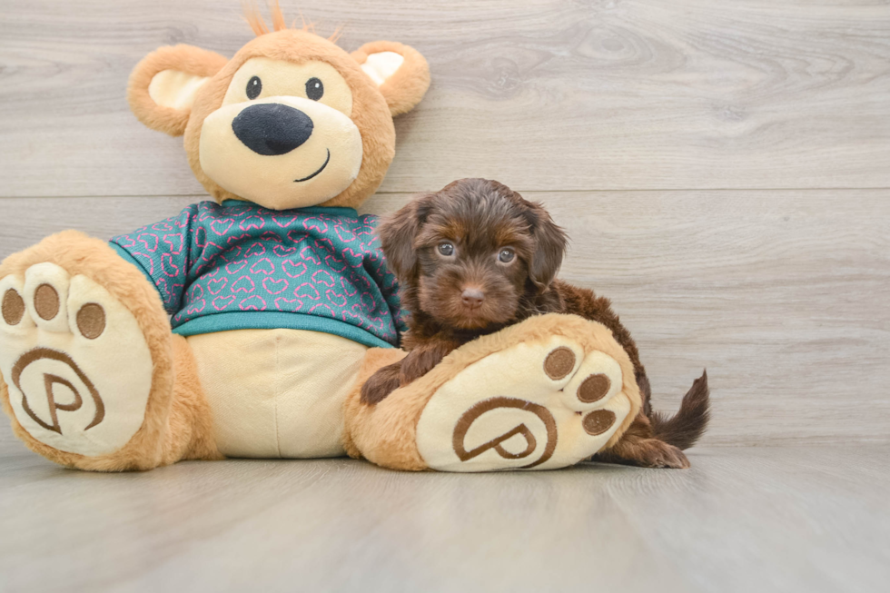 Playful Yo Yo Poo Poodle Mix Puppy