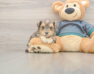 8 week old Yorkie Poo Puppy For Sale - Premier Pups