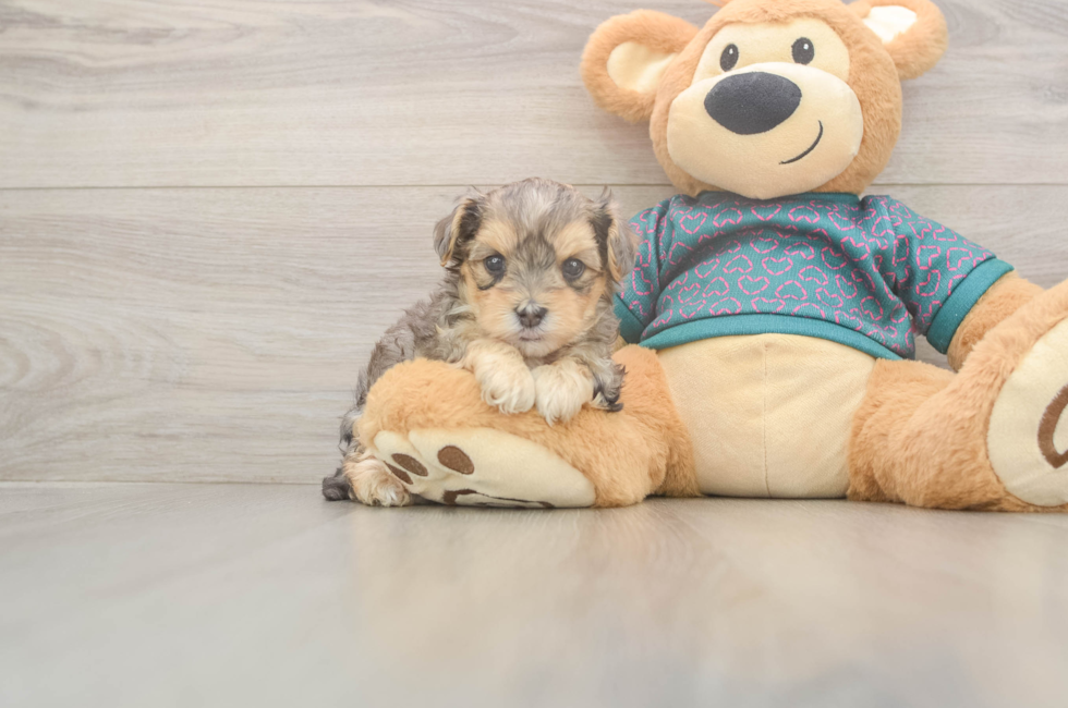 8 week old Yorkie Poo Puppy For Sale - Premier Pups