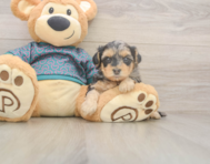 8 week old Yorkie Poo Puppy For Sale - Premier Pups