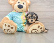 8 week old Yorkie Poo Puppy For Sale - Premier Pups