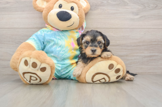 Yorkie Poo Puppy for Adoption